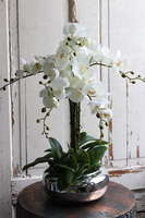 Glass Pompadour Silver, efektowny storczyk w srebrnej misie, wys.58cm