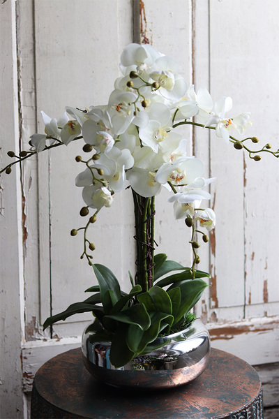 Glass Pompadour Silver, efektowny storczyk w srebrnej misie, wys.58cm