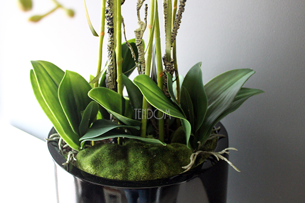 Black Simple Grande storczyk w pięknej czarnej donicy, wys.108cm