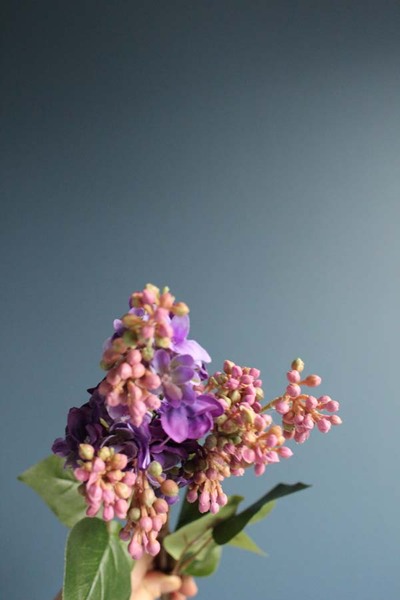 gałązka lilak pospolity, bez fioletowy, dł. 70cm