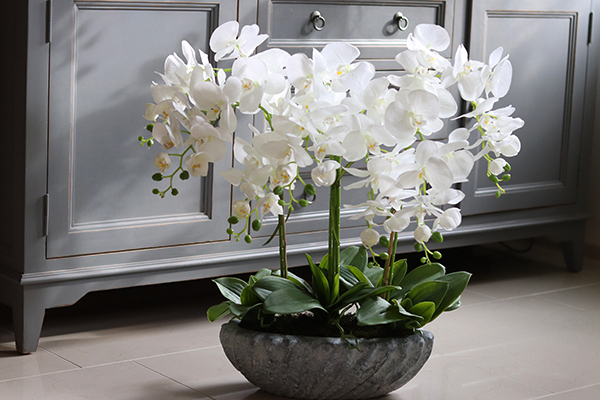 Ocean gumowy storczyk w donicy "muszli", wys.65cm