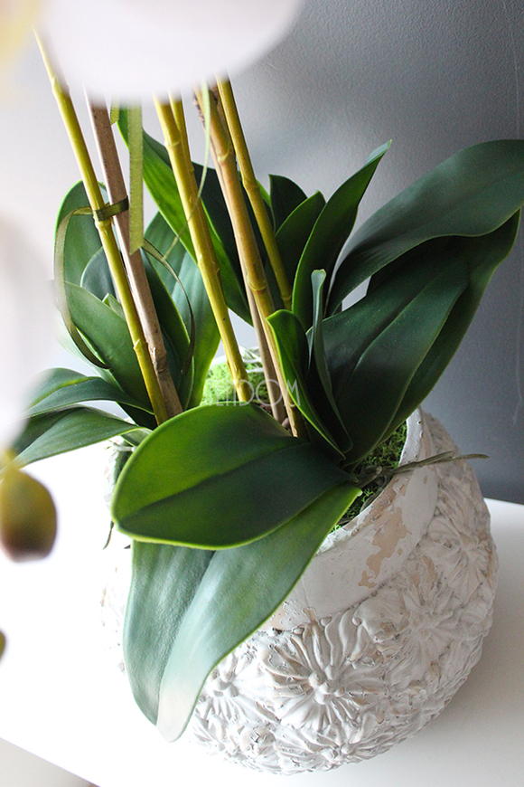 bardzo duży biały storczyk Weronika wys.80cm