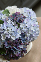 bajeczna kompozycja z niebieskich hortensji, Karenao, wys.33x34cm