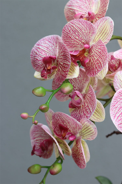 Granada Diamondo, gumowy storczyk w połyskującej donicy, wys.64cm