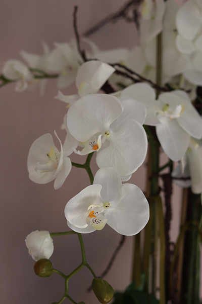 Rosario, bogaty storczyk w nowoczesnej donicy, wys.88cm