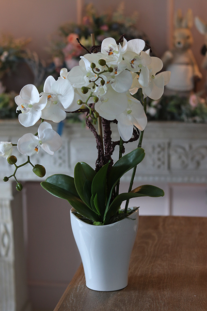 storczyk Mallona w stylowej donicy, wys.60cm