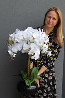 storczyk Black Japan Shiro w czarnej donicy, wys.72cm