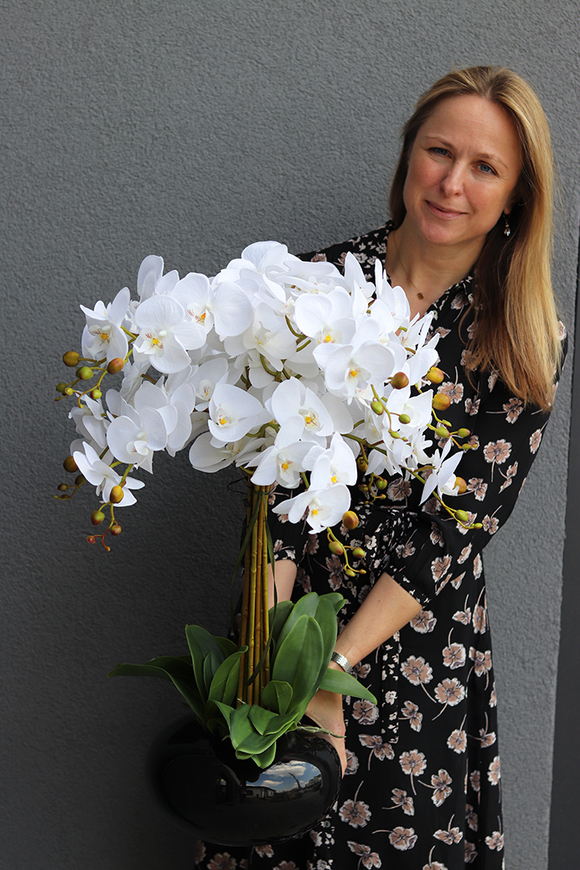 storczyk Black Japan Shiro w czarnej donicy, wys.72cm