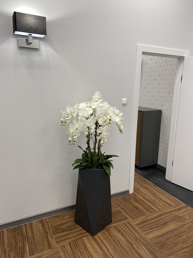 Nevis Antracyt Grande 2 storczyk w nowoczesnej donicy, wys.155cm