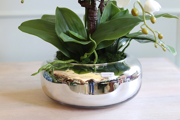 Glass Pompadour Silver, efektowny storczyk w srebrnej misie, wys.58cm