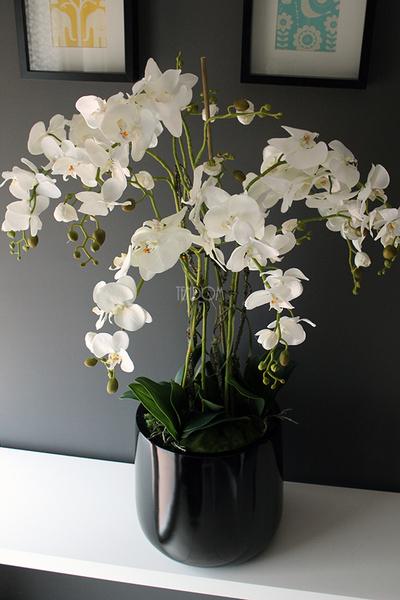 Black Simple Grande storczyk w pięknej czarnej donicy, wys.108cm