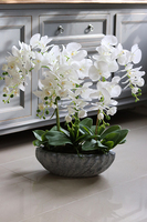 Ocean gumowy storczyk w donicy "muszli", wys.65cm