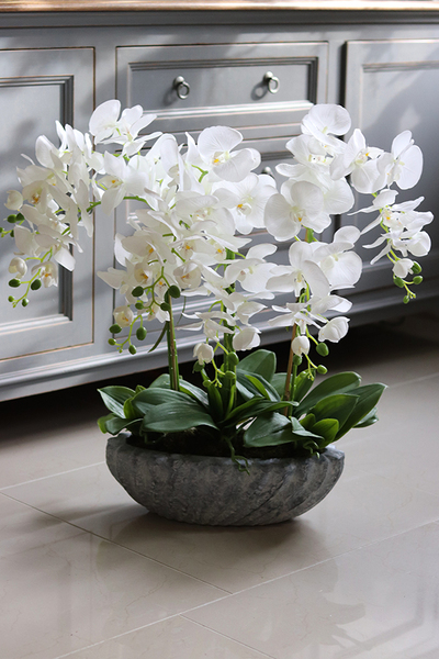 Ocean gumowy storczyk w donicy "muszli", wys.65cm