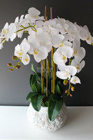 bardzo duży biały storczyk Weronika wys.80cm