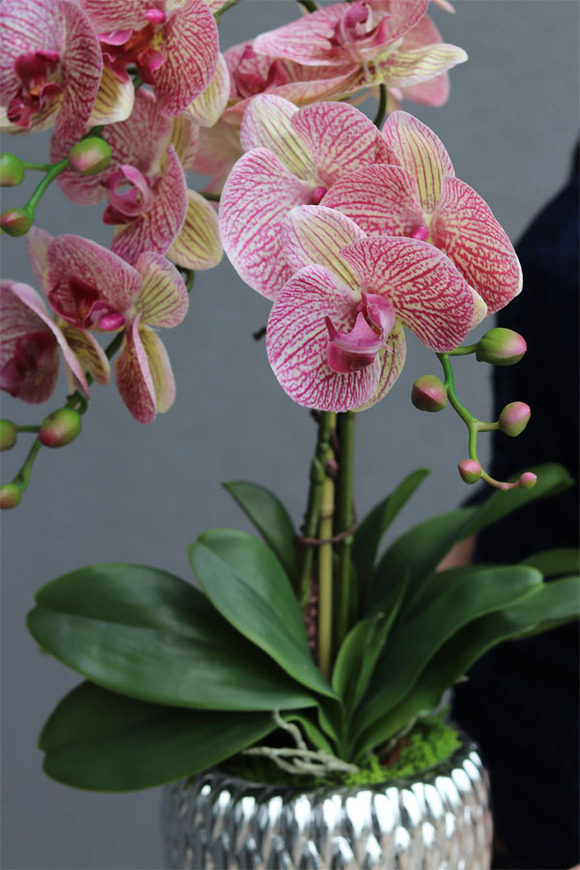 Granada Diamondo, gumowy storczyk w połyskującej donicy, wys.64cm