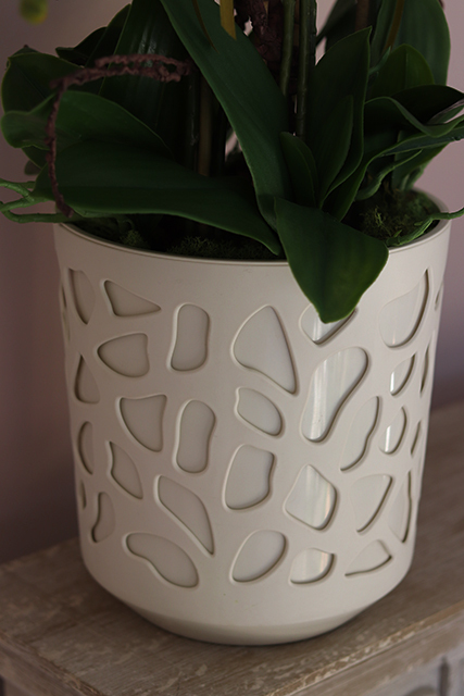 Rosario, bogaty storczyk w nowoczesnej donicy, wys.88cm