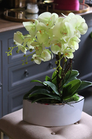 Nellona, pistacjowy storczyk w donicy white&silver, wys.62cm