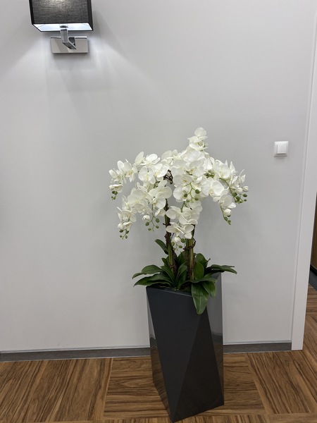 Nevis Antracyt Grande 2 storczyk w nowoczesnej donicy, wys.155cm