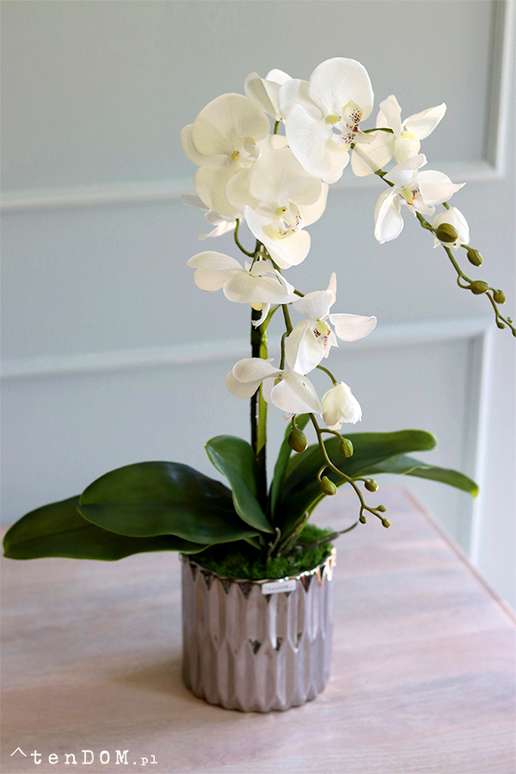 elegancki storczyk w srebrnej donicy Melanio, wys.57cm