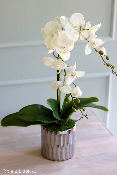 elegancki storczyk w srebrnej donicy Melanio, wys.57cm