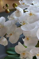 Kellano Hera, biały storczyk w srebrnej donicy, wys.58cm 