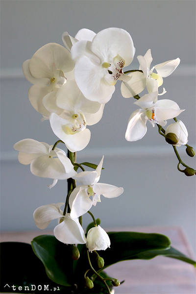 elegancki storczyk w srebrnej donicy Melanio, wys.57cm