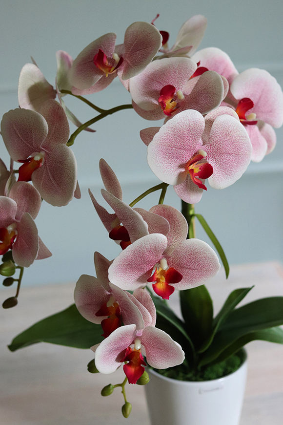 gumowy storczyk, Gilberto Simple, wys.57cm 