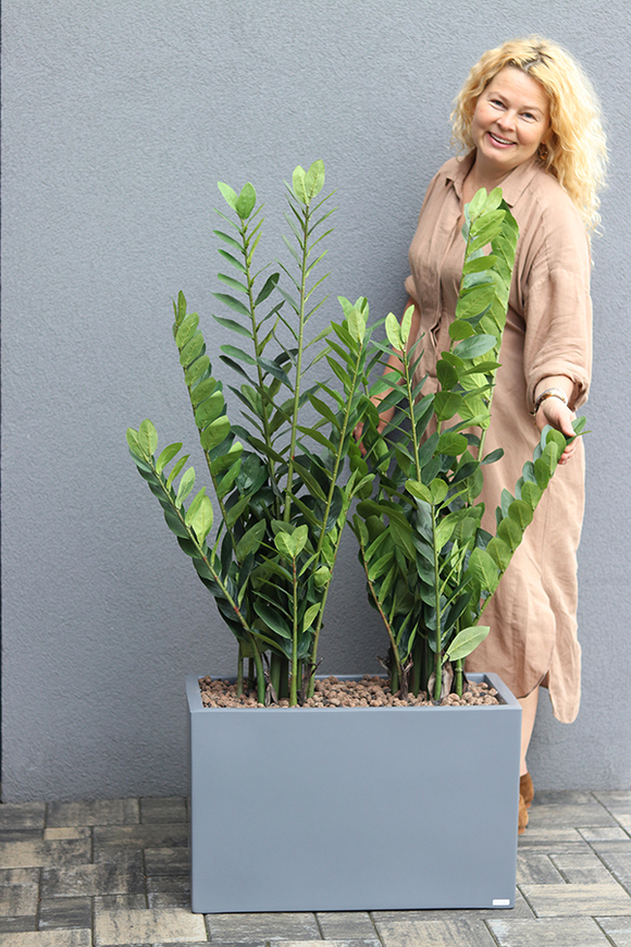 Fiberglass Zamiokulkas, sztuczne drzewka w nowoczesnej donicy, wys.135cm