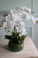 Glassier Monossa, biały storczyk w szklanej misie, wys.62cm