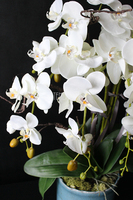 Blue Ocean storczyk w pięknej niebieskiej donicy Belldeco, wys.77cm