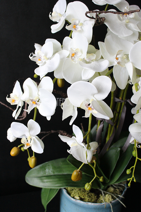 Blue Ocean storczyk w pięknej niebieskiej donicy Belldeco, wys.77cm