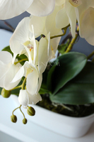 obfity storczyk Klara Krem w ciekawej donicy, wys.68cm