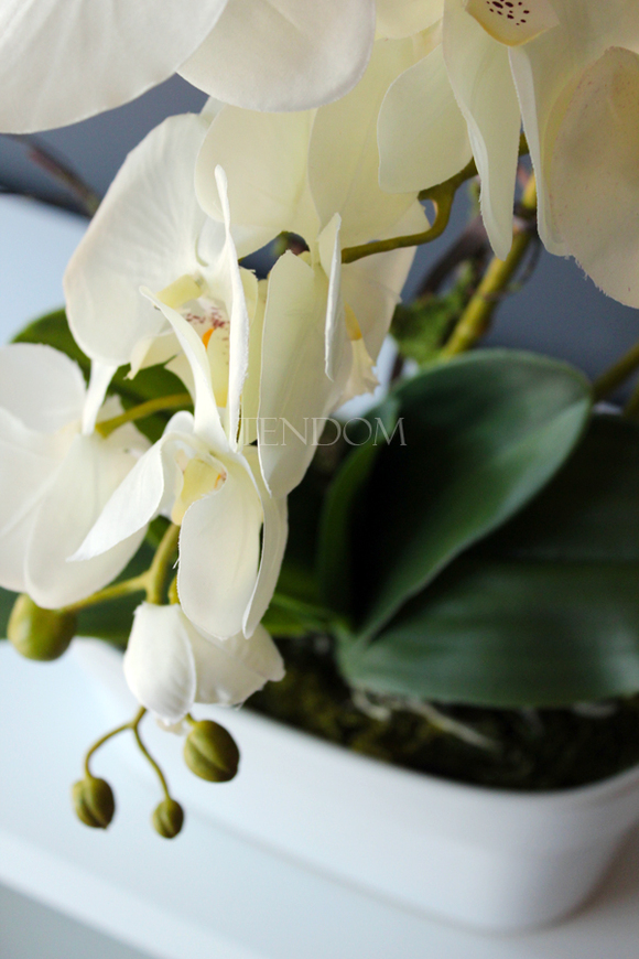 obfity storczyk Klara Krem w ciekawej donicy, wys.68cm