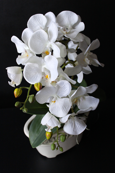 storczyk Lessie w dekoracyjnej donicy z ornamentem, wys.42cm