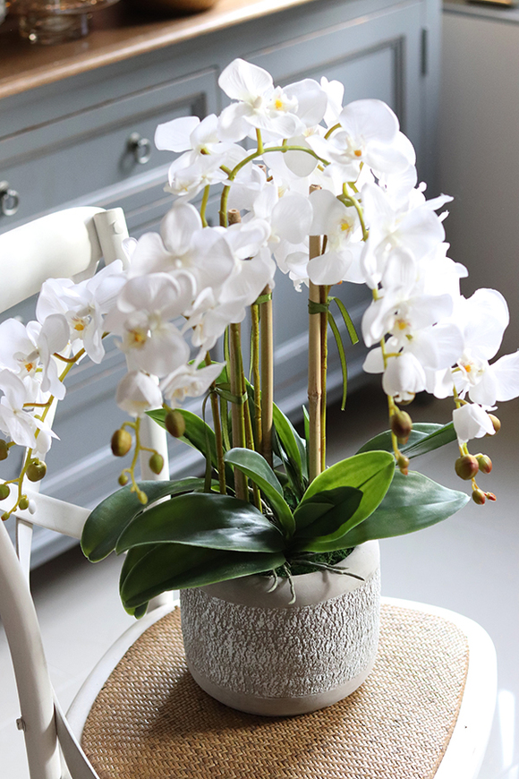 elegancki storczyk w szarej donicy, Magnum, wys.59cm