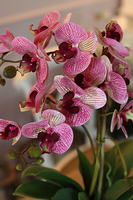 wyjątkowy storczyk Manfredo Róż, wys.52cm