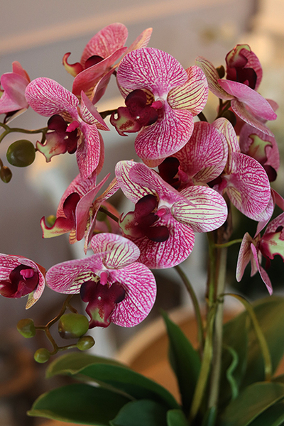 wyjątkowy storczyk Manfredo Róż, wys.52cm