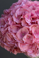 Cleo, kosz z różowymi hortensjami, wym.32x35cm