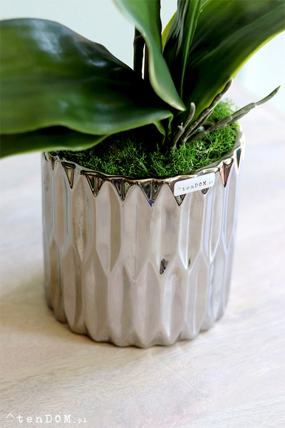 elegancki storczyk w srebrnej donicy Melanio, wys.57cm