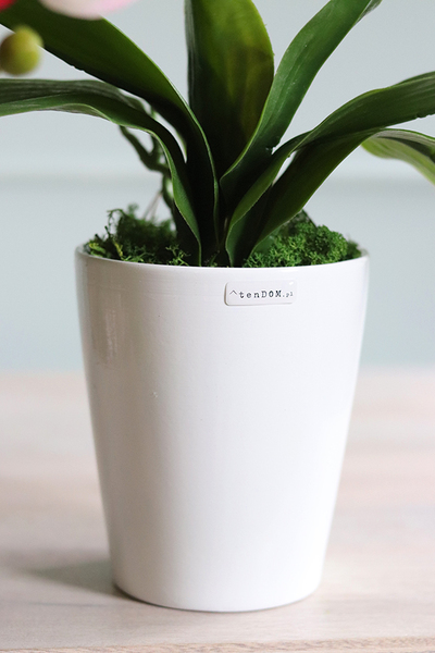 gumowy storczyk, Gilberto Simple, wys.57cm 