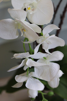 Glassier Monossa, biały storczyk w szklanej misie, wys.62cm