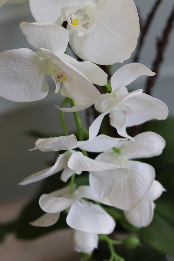 Glassier Monossa, biały storczyk w szklanej misie, wys.62cm