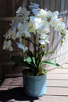 Blue Ocean storczyk w pięknej niebieskiej donicy Belldeco, wys.77cm