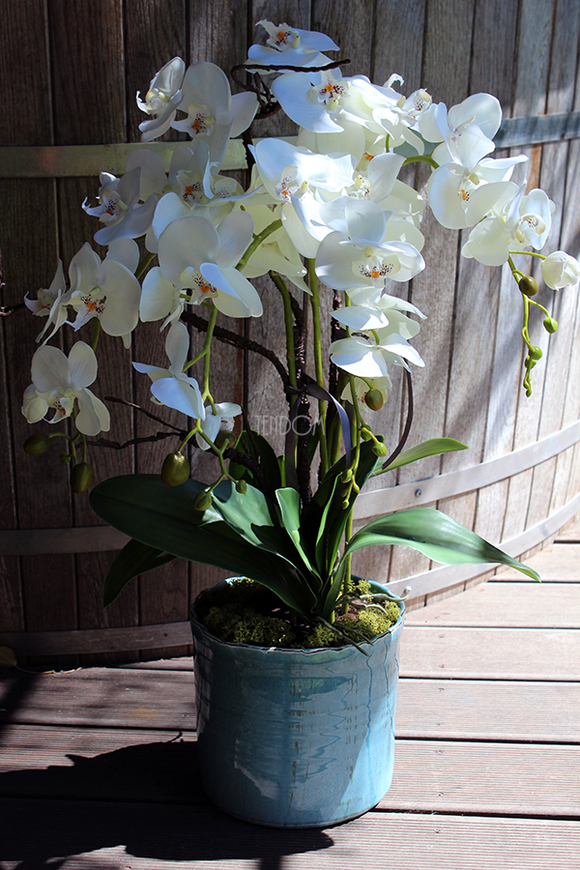 Blue Ocean storczyk w pięknej niebieskiej donicy Belldeco, wys.77cm