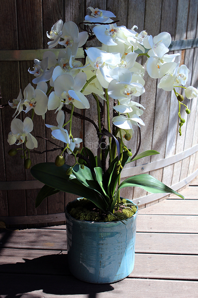 Blue Ocean storczyk w pięknej niebieskiej donicy Belldeco, wys.77cm