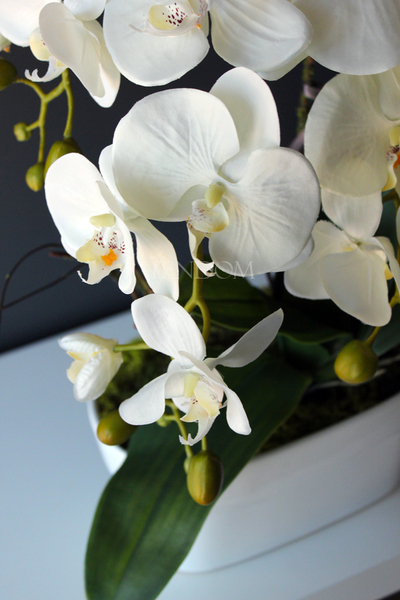 obfity storczyk Klara Krem w ciekawej donicy, wys.68cm