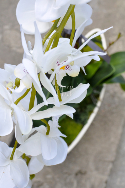 storczyk w donicy Laos Romance, wys.60cm