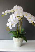 Malezja storczyk w jasno turkusowej donicy wys.83cm