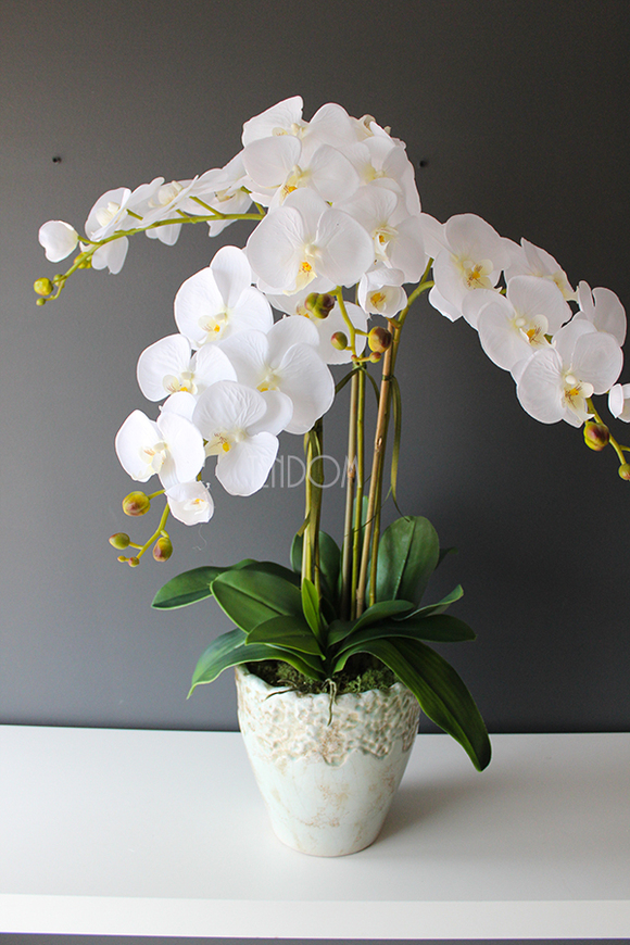 Malezja storczyk w jasno turkusowej donicy wys.83cm