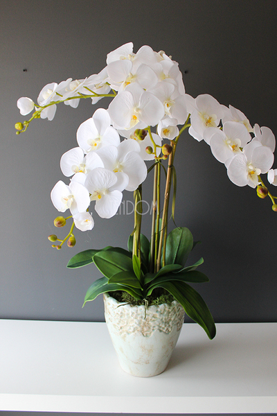 Malezja storczyk w jasno turkusowej donicy wys.83cm